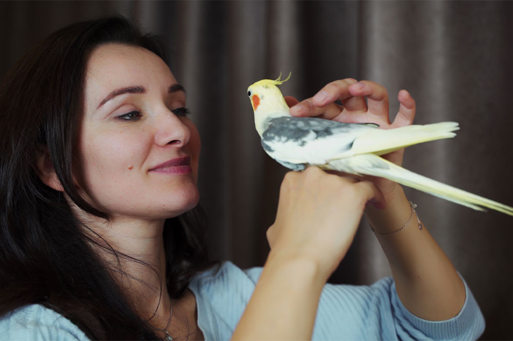 8 birds that make for fabulous pets