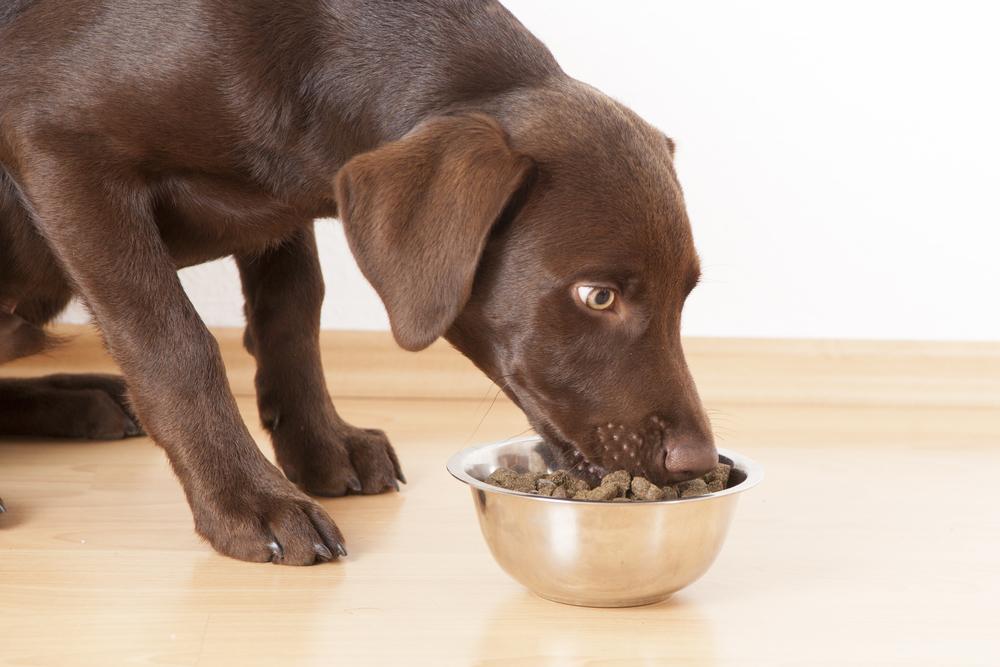 Best hypoallergenic dog food for every budget