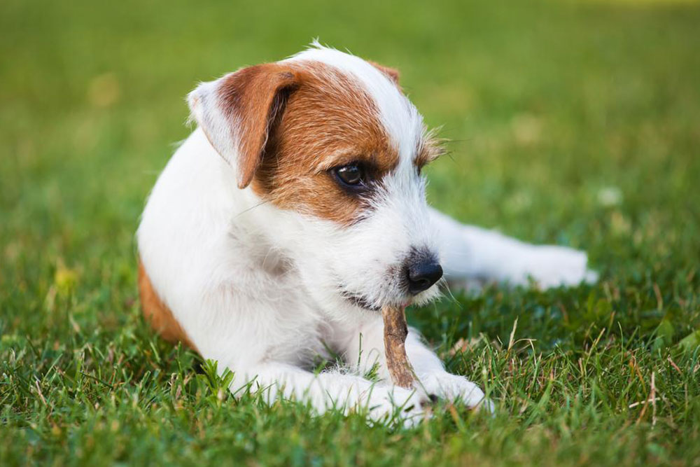 Dog allergies: symptoms and treatments