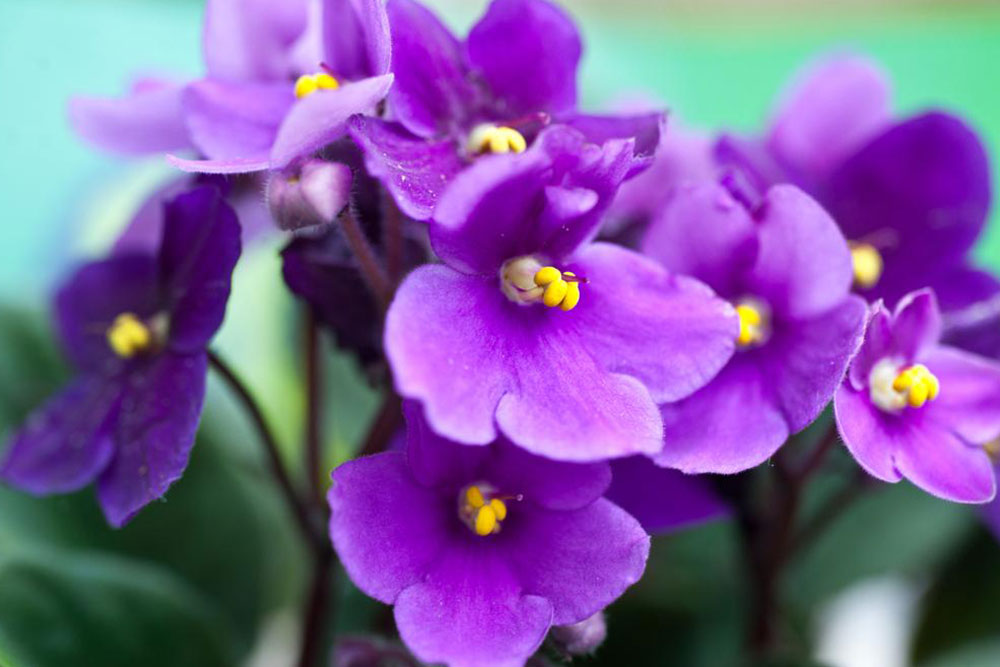 Know your African violets