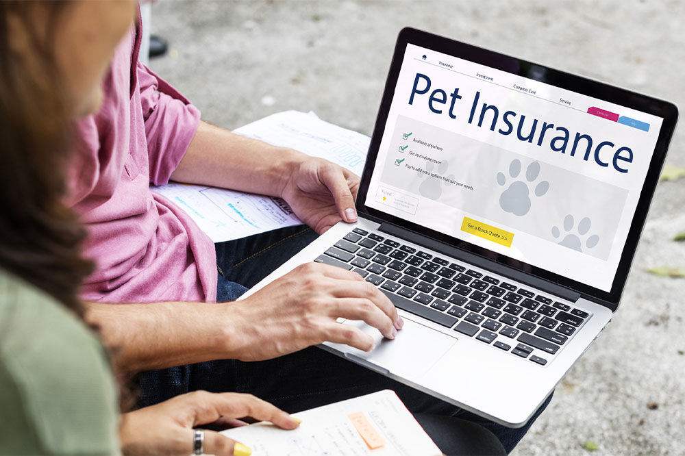 Understanding pet insurance and top 4 companies