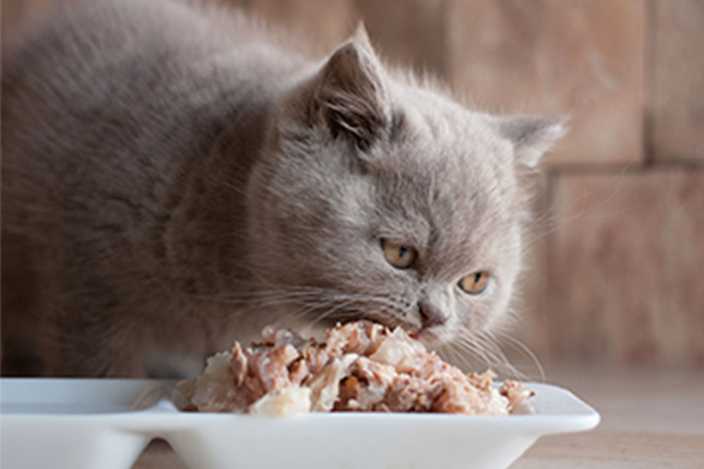 4 factors to remember while buying cat food