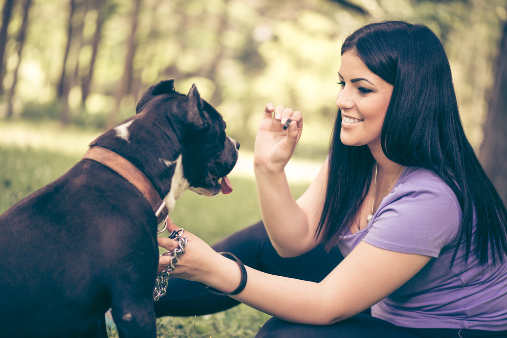 Essential Factors That Constitute The Best Treat For Dogs