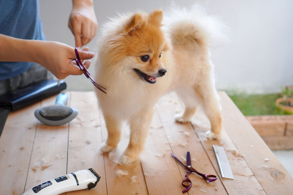 Pomeranian Puppy Care and Grooming