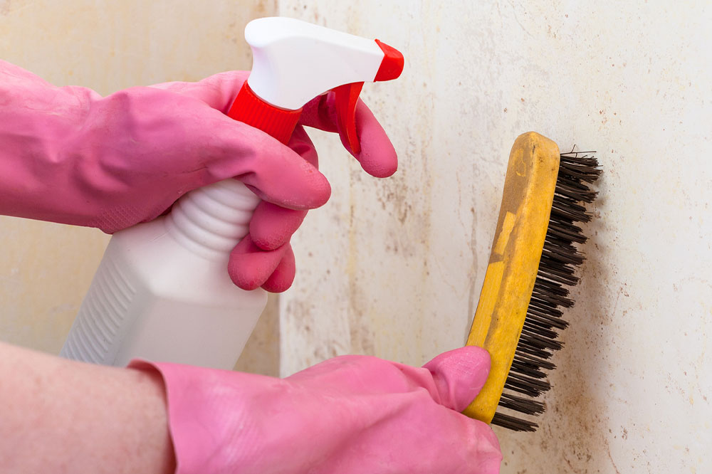 Popular and Efficient Mold Removal and Remediation Services