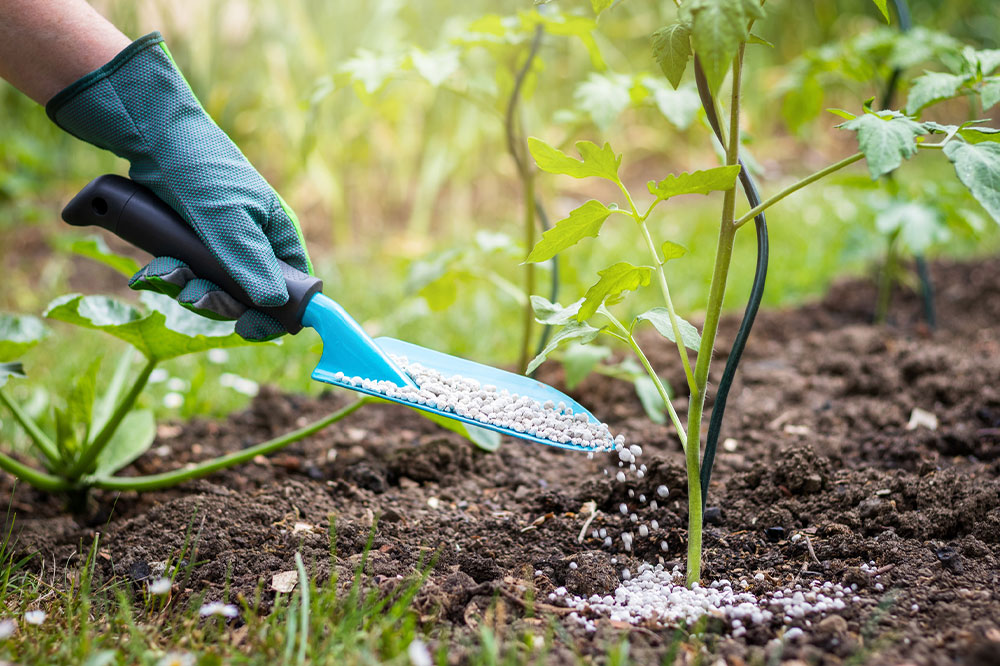 Tomato Fertilizers &#8211; Uses, Benefits, and Costs