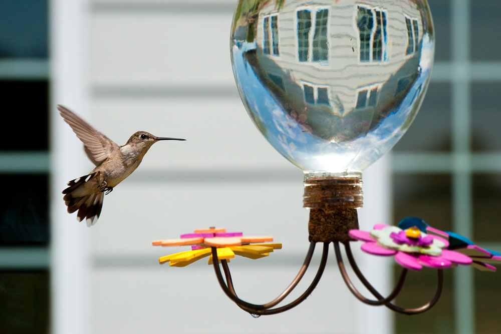 Hummingbird Feeders &#8211; Types, Top Options, and Tips